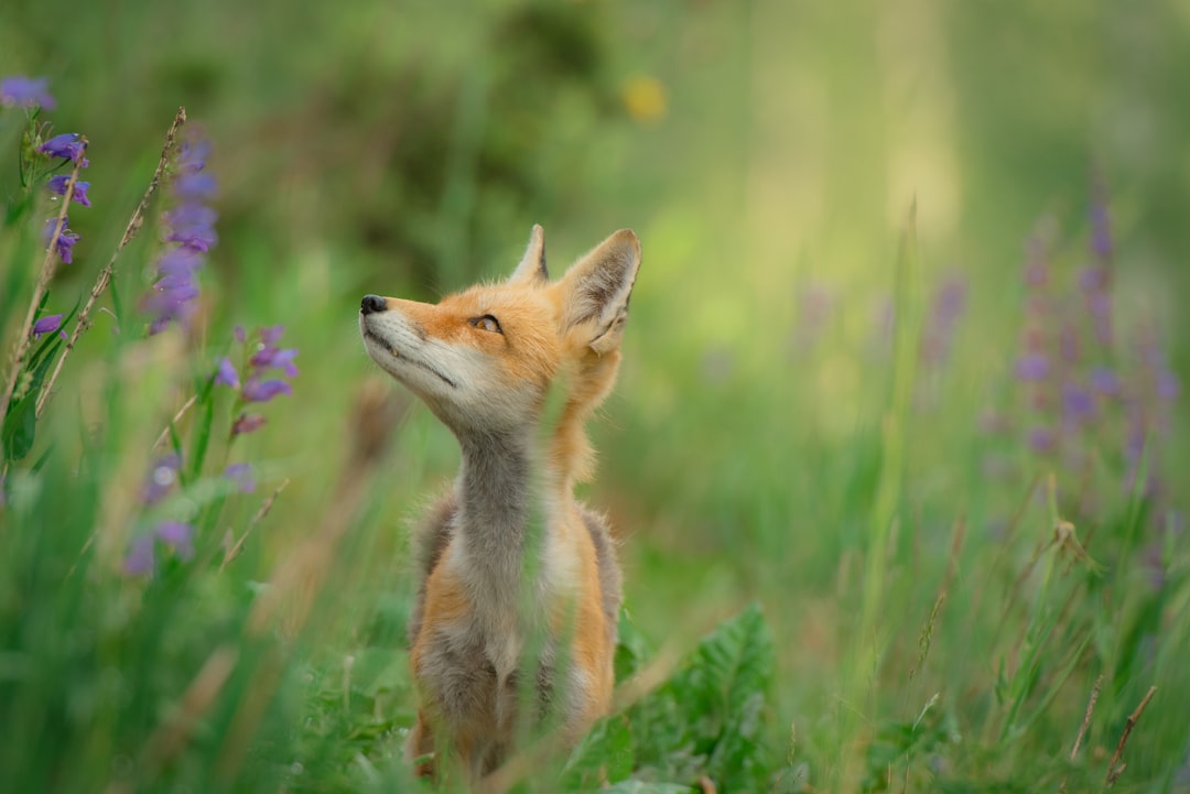 The Wrath of the Arctic Fox